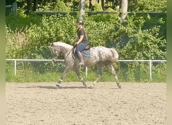 Knabstrupper, Stute, 4 Jahre, 156 cm, Tigerschecke