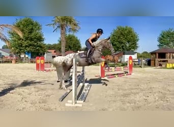 Knabstrupper, Stute, 4 Jahre, 156 cm, Tigerschecke
