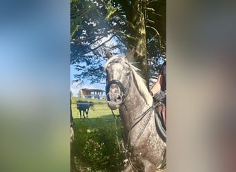 Knabstrupper, Stute, 4 Jahre, 156 cm, Tigerschecke
