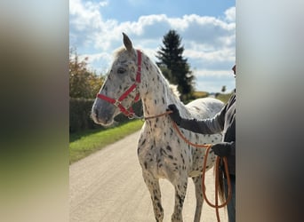 Knabstrupper, Stute, 5 Jahre, 156 cm, Tigerschecke