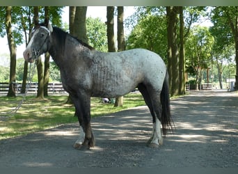 Knabstrupper, Stute, 5 Jahre, 158 cm, Tigerschecke