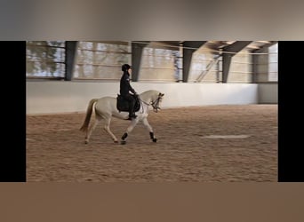 Knabstrupper, Stute, 6 Jahre, 130 cm, White