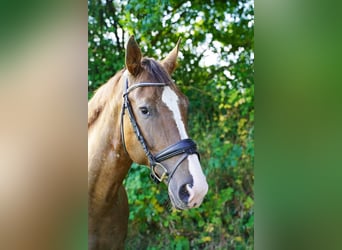 Knabstrupper, Stute, 6 Jahre, 160 cm, Tigerschecke