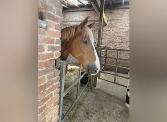 Knabstrupper, Stute, 8 Jahre, 151 cm, Fuchs