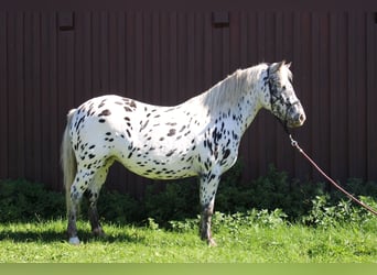 Knabstrupper, Stute, 9 Jahre, 125 cm, Tigerschecke