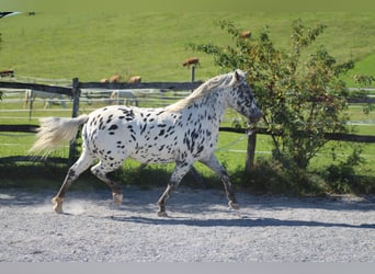 Knabstrupper, Stute, 9 Jahre, 125 cm, Tigerschecke