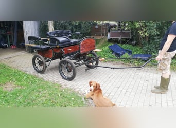 Knabstrupper, Stute, 9 Jahre, 125 cm, Tigerschecke