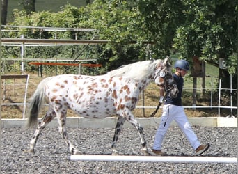 Knabstrupper, Stute, 9 Jahre, 145 cm, Tigerschecke