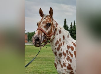 Knabstrupper, Stute, 9 Jahre, 145 cm, Tigerschecke