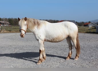 Knabstrupper, Stute, 9 Jahre, 150 cm, White