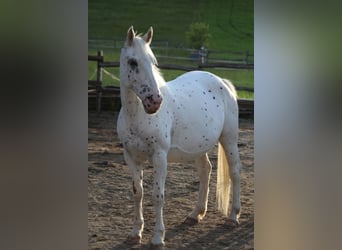 Knabstrupper, Stute, 9 Jahre, 155 cm, Tigerschecke