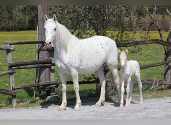 Knabstrupper, Stute, 9 Jahre, 155 cm, Tigerschecke