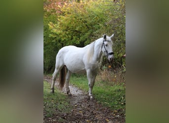 Knabstrupper, Stute, 9 Jahre, 155 cm, White