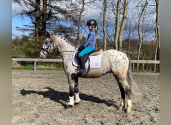 Knabstrupper, Valack, 4 år, 148 cm, Leopard-Piebald