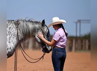 Knabstrupper, Wallach, 10 Jahre, 163 cm