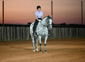 Knabstrupper, Wallach, 10 Jahre, 163 cm