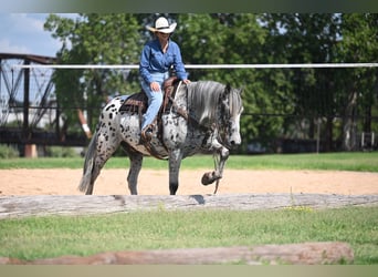 Knabstrupper, Wallach, 10 Jahre, 163 cm