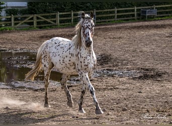 Knabstrupper, Wallach, 11 Jahre, 159 cm, Tigerschecke