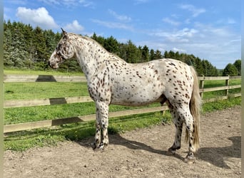 Knabstrupper, Wallach, 11 Jahre, 159 cm, Tigerschecke