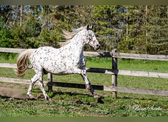 Knabstrupper, Wallach, 11 Jahre, 159 cm, Tigerschecke
