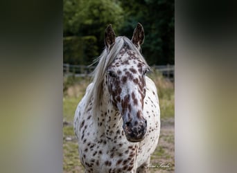 Knabstrupper, Wallach, 11 Jahre, 159 cm, Tigerschecke