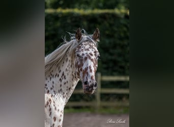 Knabstrupper, Wallach, 11 Jahre, 159 cm, Tigerschecke