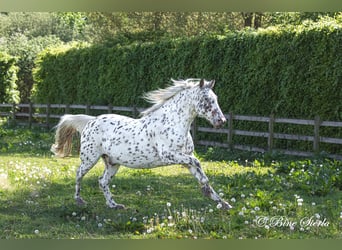 Knabstrupper, Wallach, 11 Jahre, 159 cm, Tigerschecke