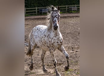 Knabstrupper, Wallach, 11 Jahre, 159 cm, Tigerschecke