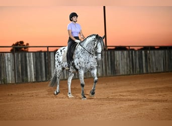 Knabstrupper, Wallach, 11 Jahre, 163 cm