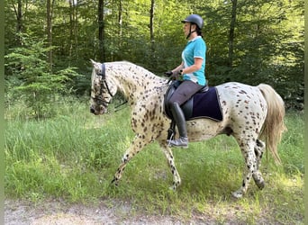 Knabstrupper, Wallach, 12 Jahre, 160 cm, Tigerschecke
