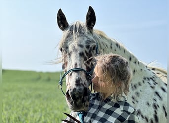 Knabstrupper, Wallach, 12 Jahre, 160 cm, Tigerschecke