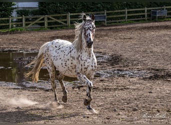 Knabstrupper, Wallach, 12 Jahre, 162 cm, Tigerschecke