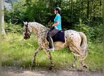 Knabstrupper, Wallach, 12 Jahre, 162 cm, Tigerschecke