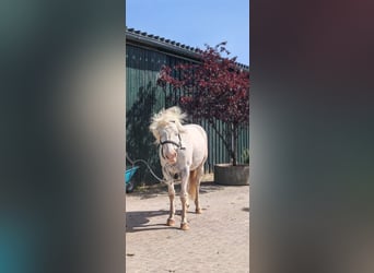 Knabstrupper, Wallach, 13 Jahre, 164 cm