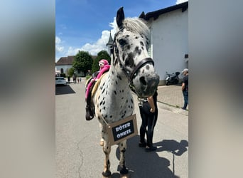 Knabstrupper Mix, Wallach, 14 Jahre, 153 cm, Tigerschecke