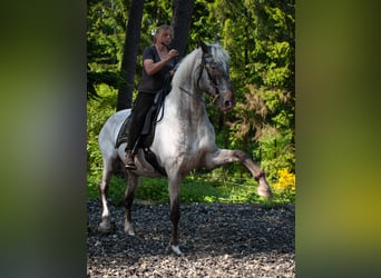 Knabstrupper, Wallach, 16 Jahre, 167 cm