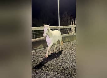 Knabstrupper, Wallach, 17 Jahre, 167 cm, Schimmel