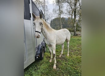 Knabstrupper, Wallach, 1 Jahr, 165 cm, Schimmel