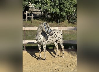 Knabstrupper, Wallach, 20 Jahre, 158 cm, Tigerschecke