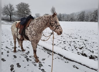 Knabstrupper, Wallach, 22 Jahre, 159 cm