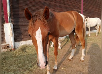 Knabstrupper, Wallach, 2 Jahre, 139 cm, Schecke