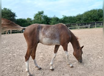 Knabstrupper, Wallach, 2 Jahre, 149 cm, Schecke