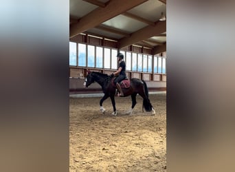 Knabstrupper Mix, Wallach, 3 Jahre, 145 cm, Rappe