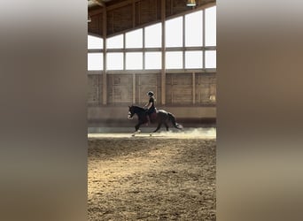 Knabstrupper Mix, Wallach, 3 Jahre, 145 cm, Rappe