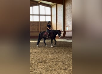 Knabstrupper Mix, Wallach, 3 Jahre, 145 cm, Rappe