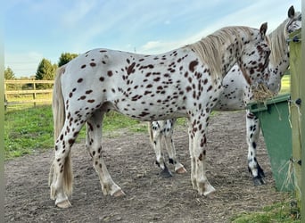Knabstrupper, Wallach, 3 Jahre, 154 cm, Tigerschecke