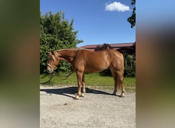 Knabstrupper, Wallach, 3 Jahre, 156 cm, Fuchs