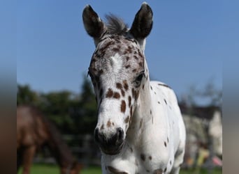 Knabstrupper, Wallach, 3 Jahre, 156 cm, Tigerschecke