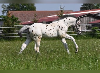Knabstrupper, Wallach, 3 Jahre, 156 cm, Tigerschecke