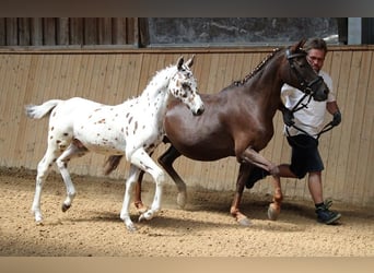 Knabstrupper, Wallach, 3 Jahre, 156 cm, Tigerschecke